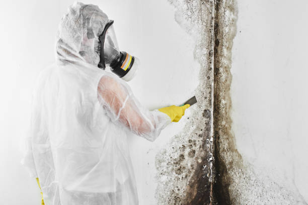 Mold Documentation for Insurance Claims in Thornwood, NY